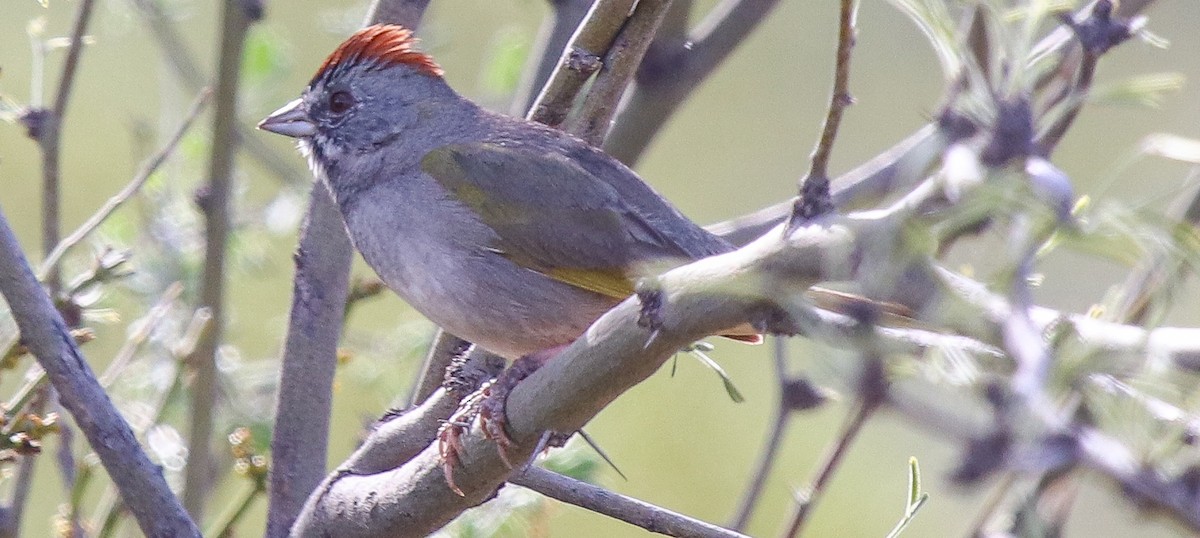 Green-tailed Towhee - ML616221841