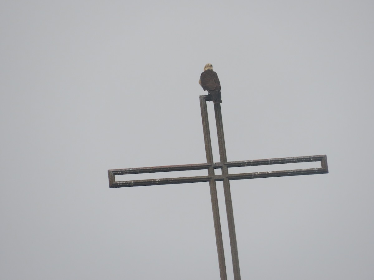 Yellow-headed Caracara - ML616221865