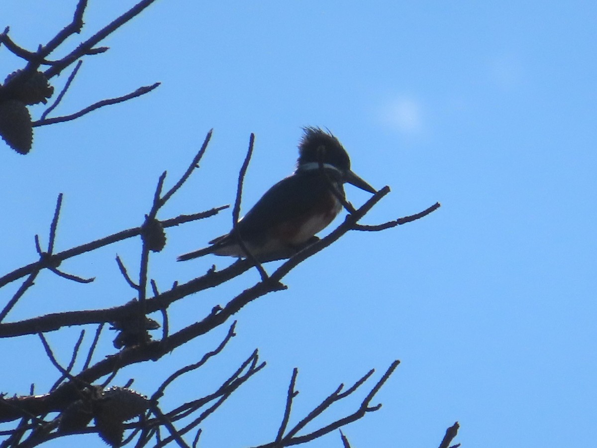 Belted Kingfisher - Horst Onken