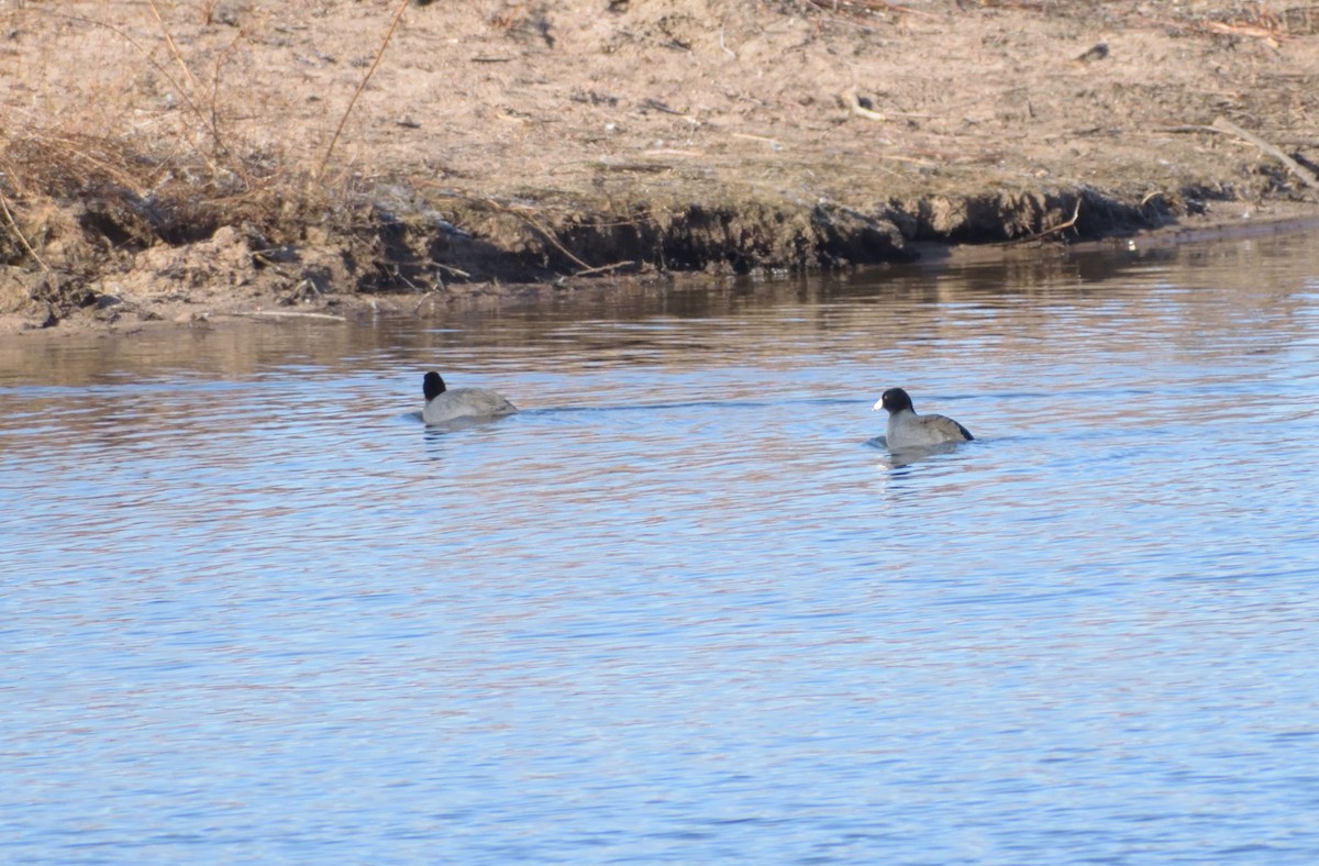 American Coot (Red-shielded) - ML616221924