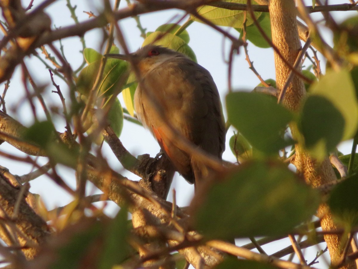 Mangrove Cuckoo - ML616221937