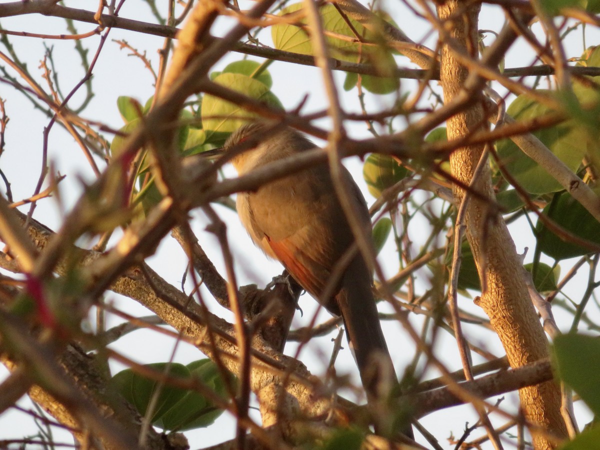 Mangrove Cuckoo - ML616221938