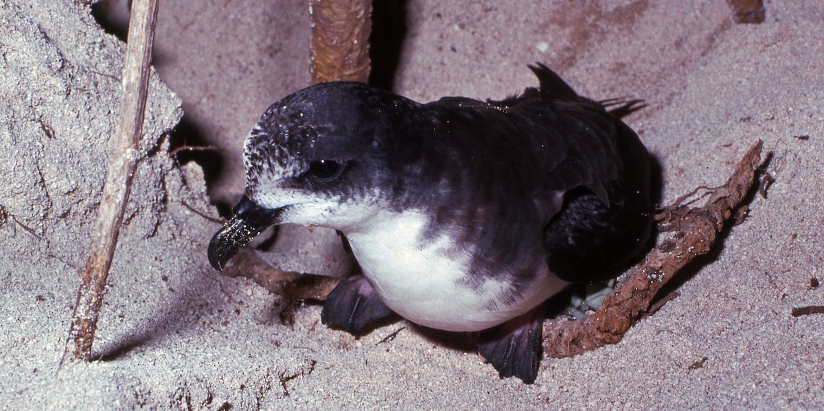 Petrel de las Bonin - ML616221952