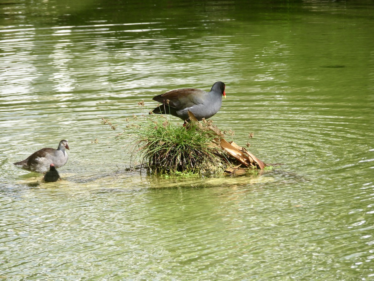 Common Gallinule - ML616221955