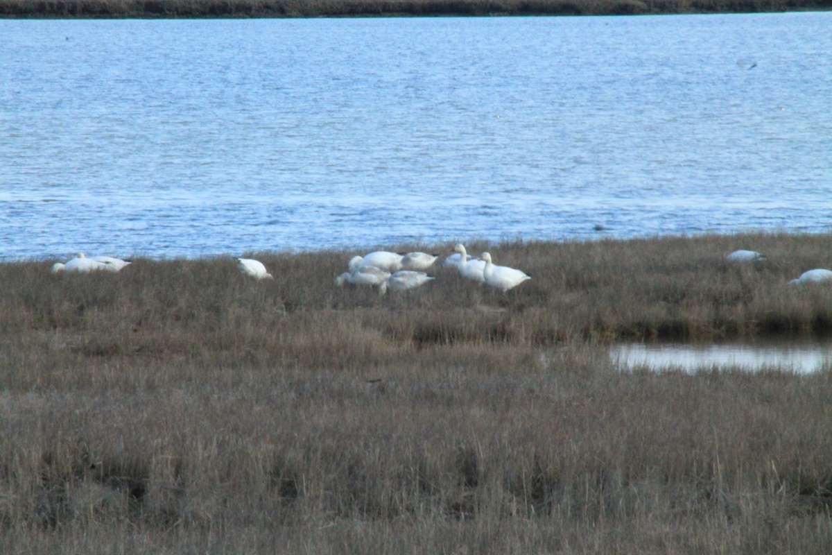 Snow Goose - Peyton Caylor