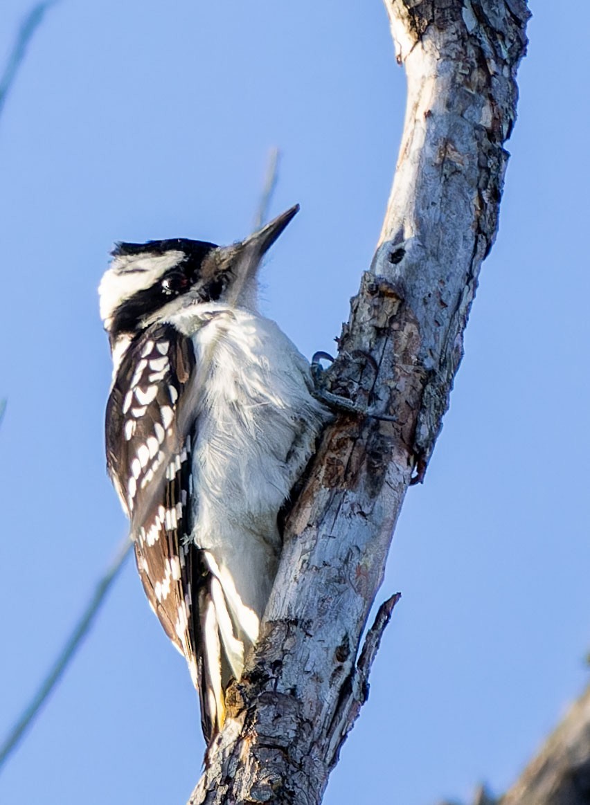 Hairy Woodpecker - Tara Plum