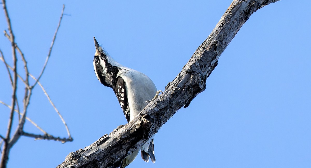 Hairy Woodpecker - Tara Plum