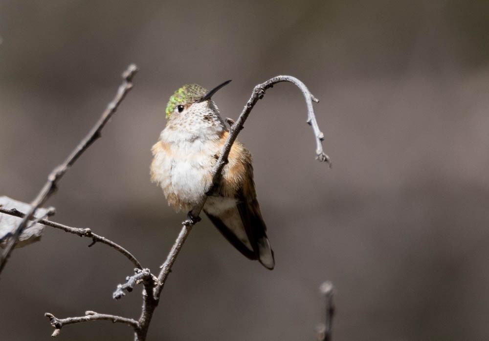 Broad-tailed Hummingbird - ML616222016