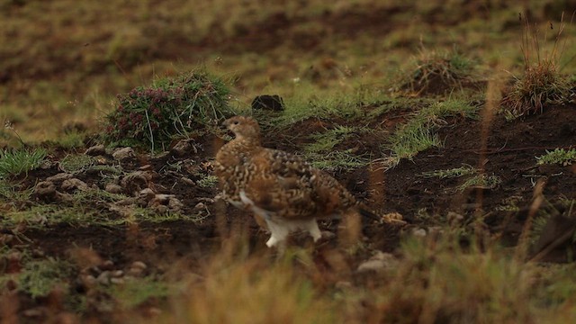 Rock Ptarmigan - ML616222168