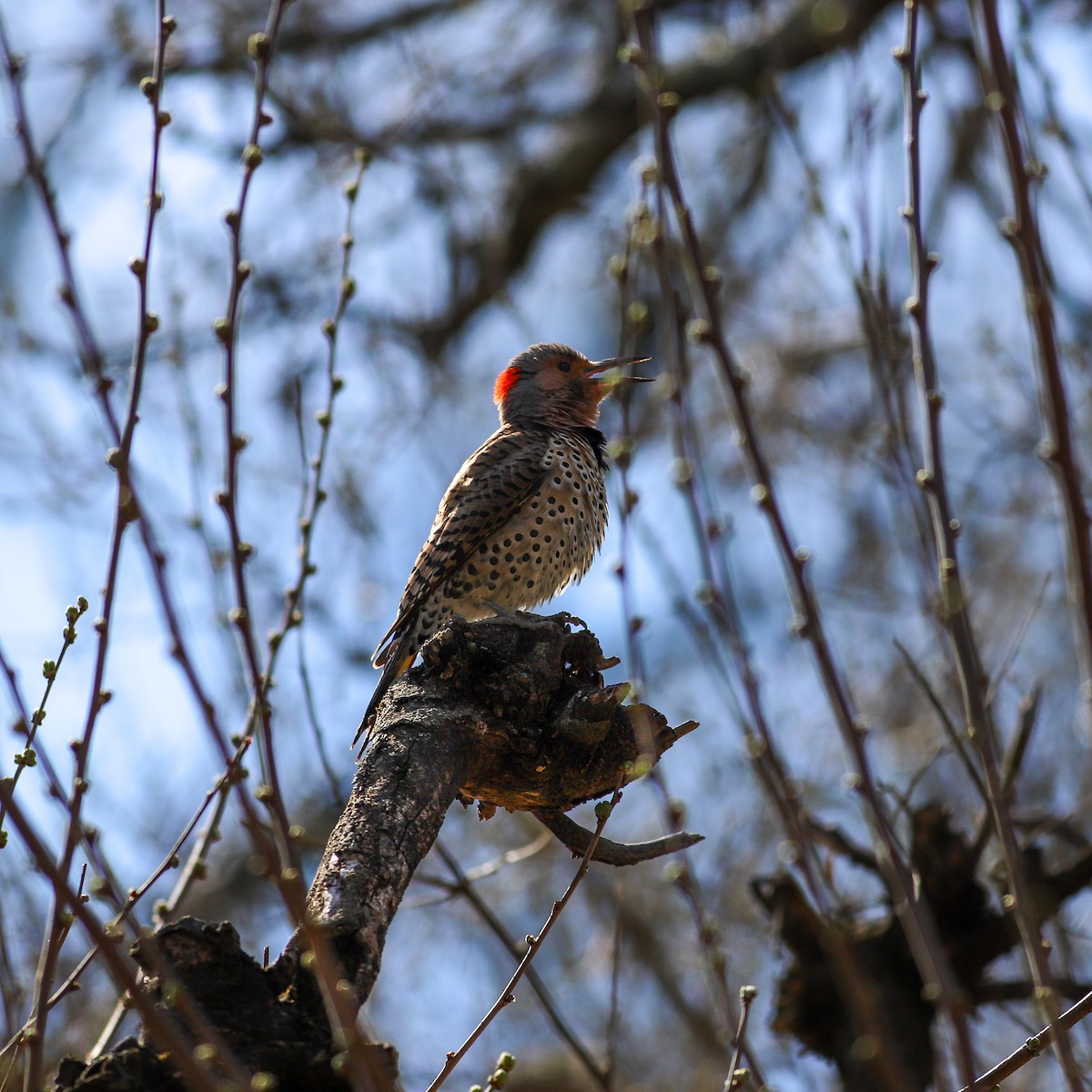 Northern Flicker - ML616222187