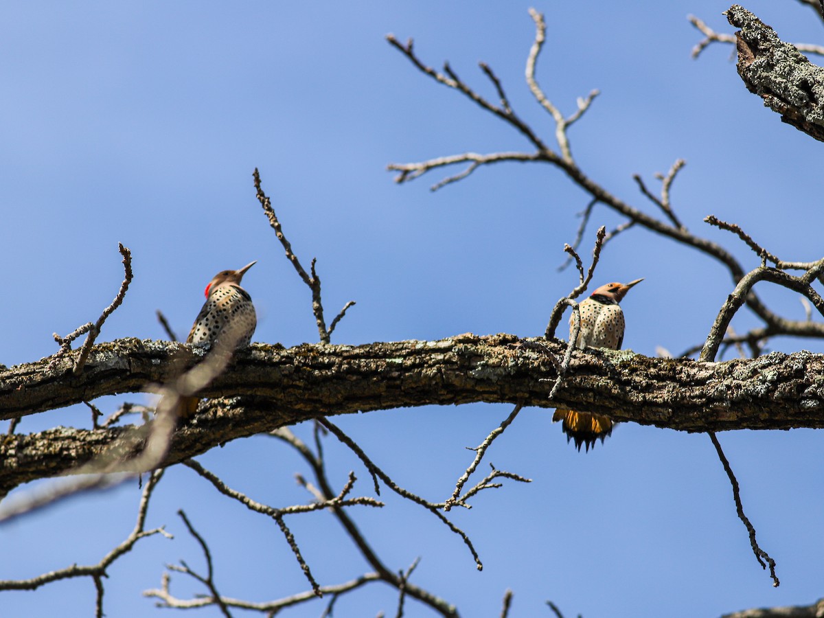 Northern Flicker - ML616222188