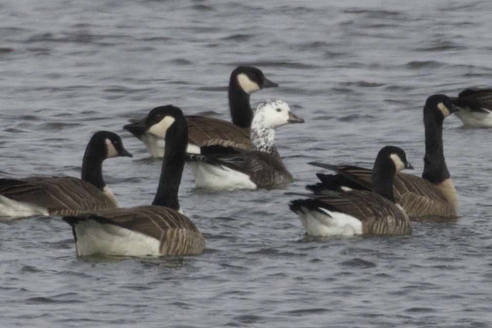 Ross's x Cackling Goose (hybrid) - ML616222258