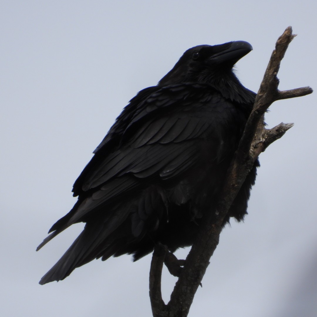 Common Raven - ML616222270