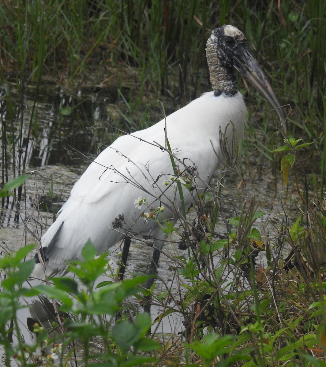 Wood Stork - ML616222289