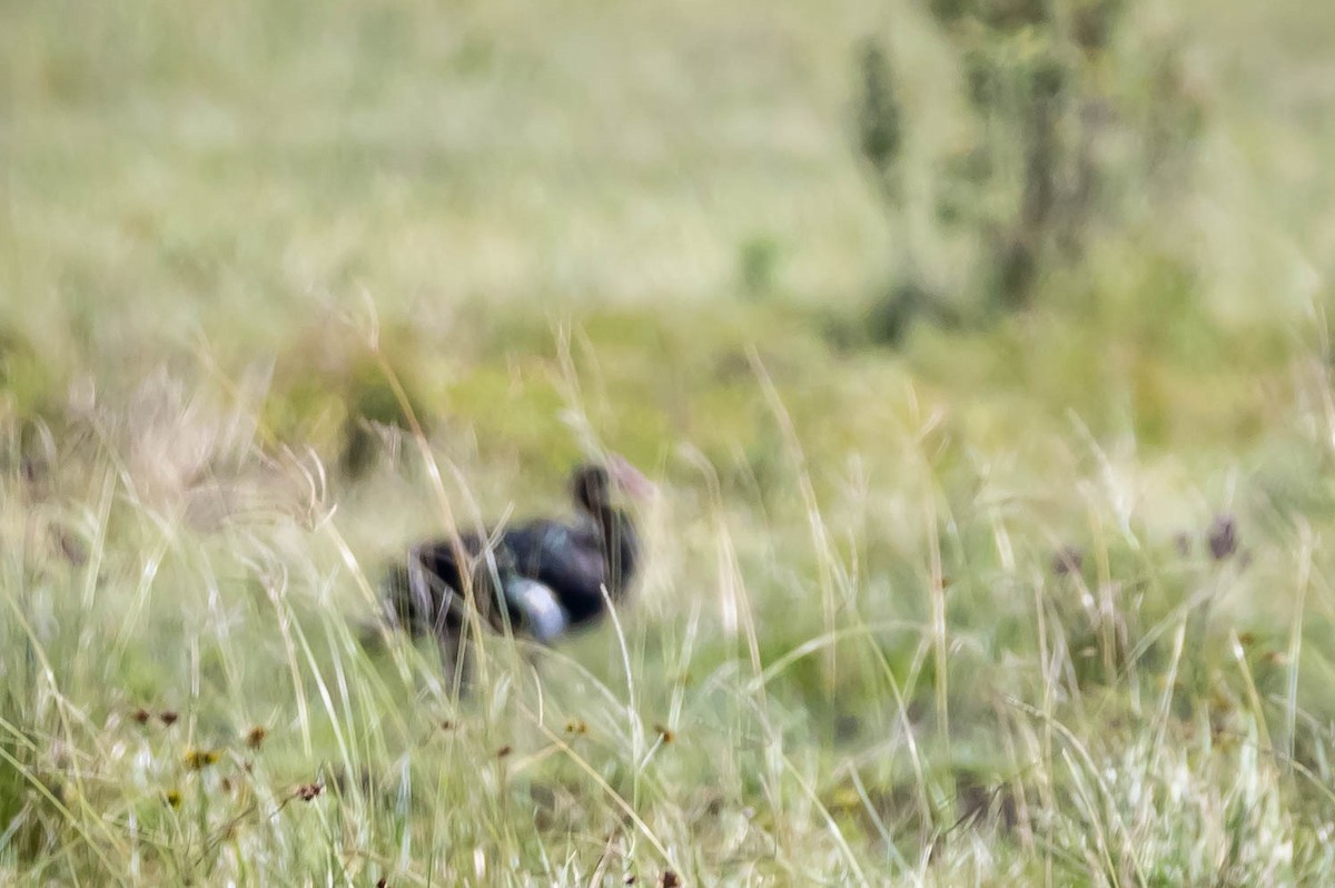 Spur-winged Goose - ML616222299