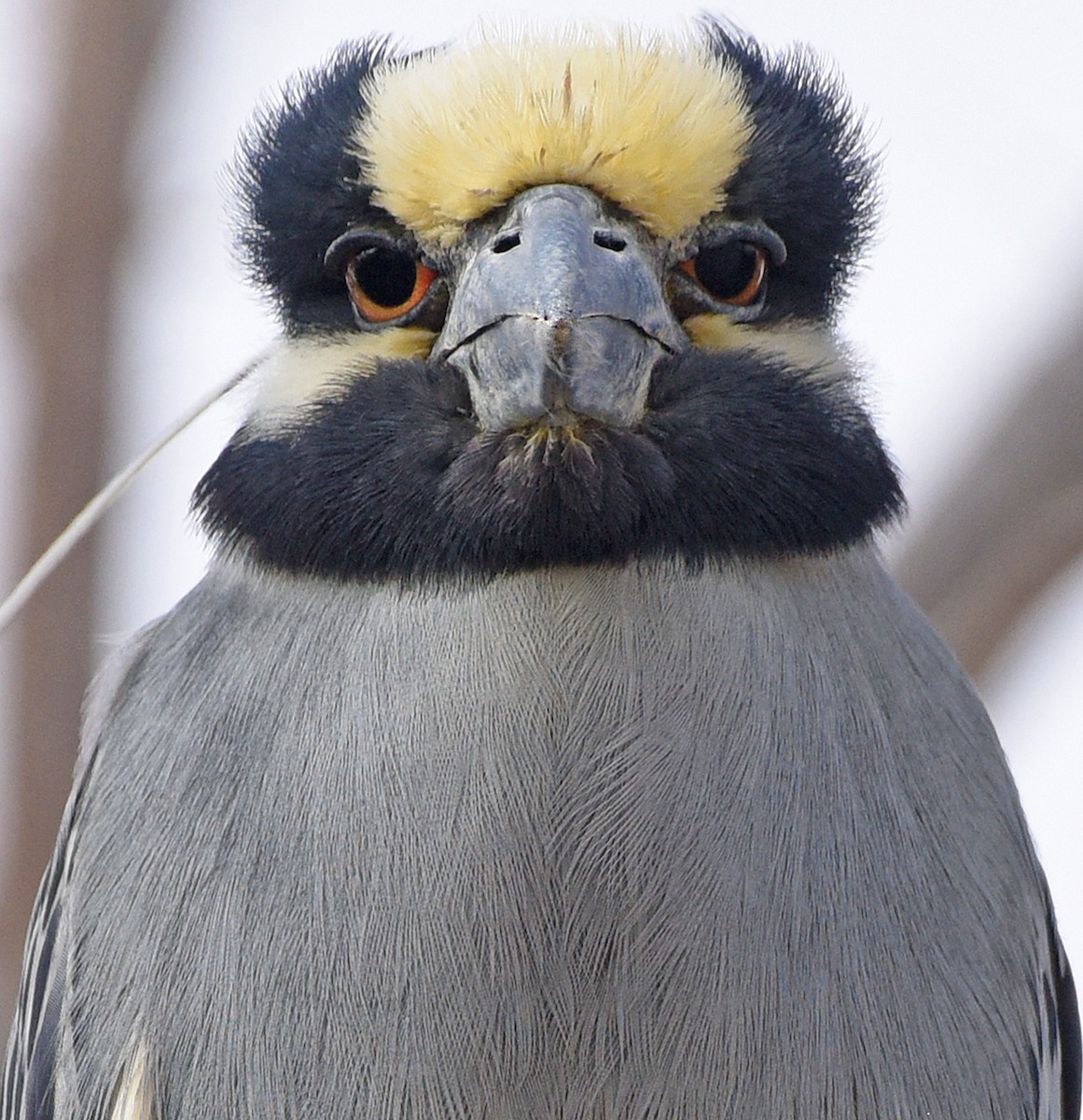 Yellow-crowned Night Heron - ML616222315