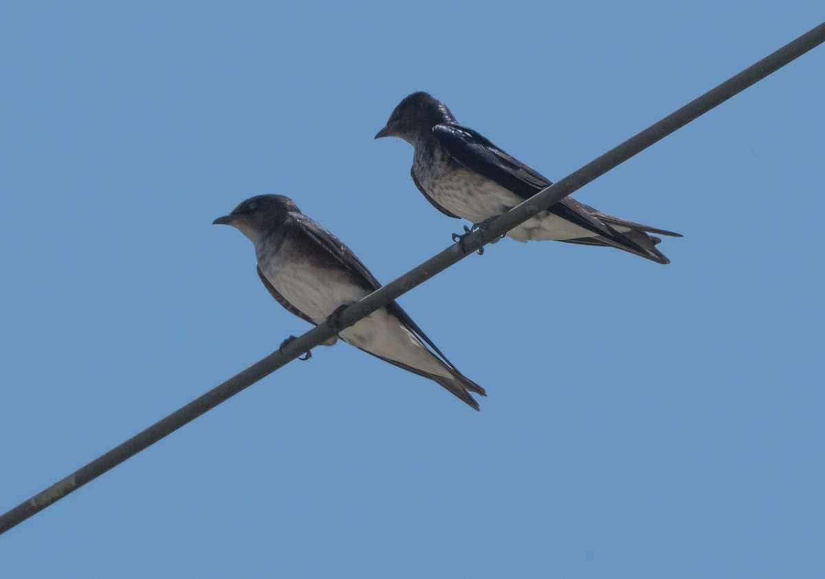 Gray-breasted Martin - ML616222316