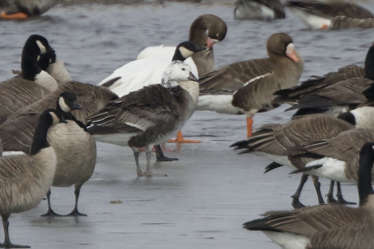 Ross's x Cackling Goose (hybrid) - ML616222355