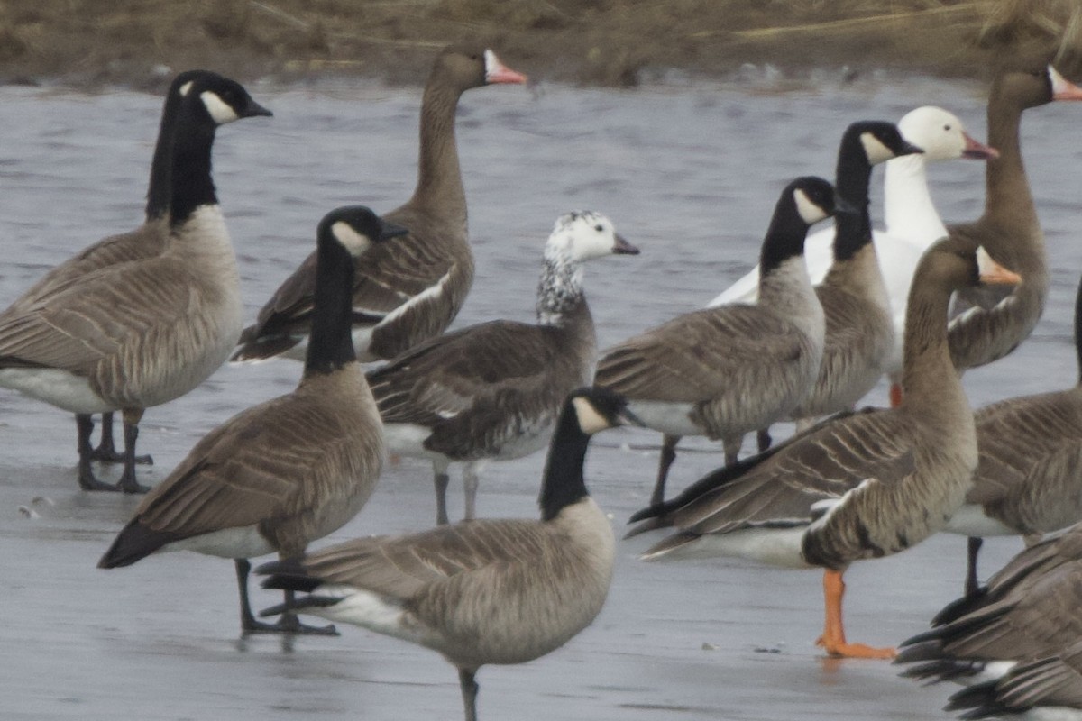 Ross's x Cackling Goose (hybrid) - ML616222360