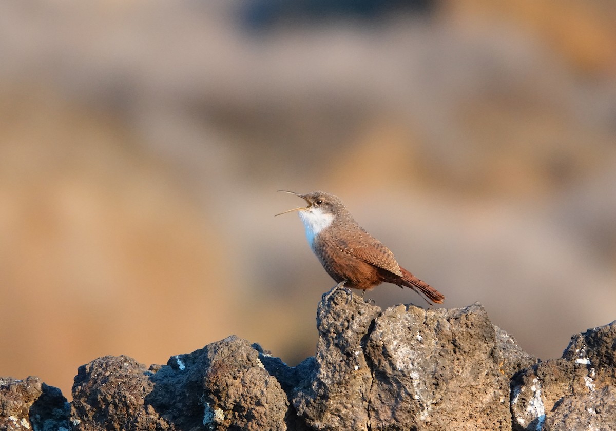 Canyon Wren - ML616222364