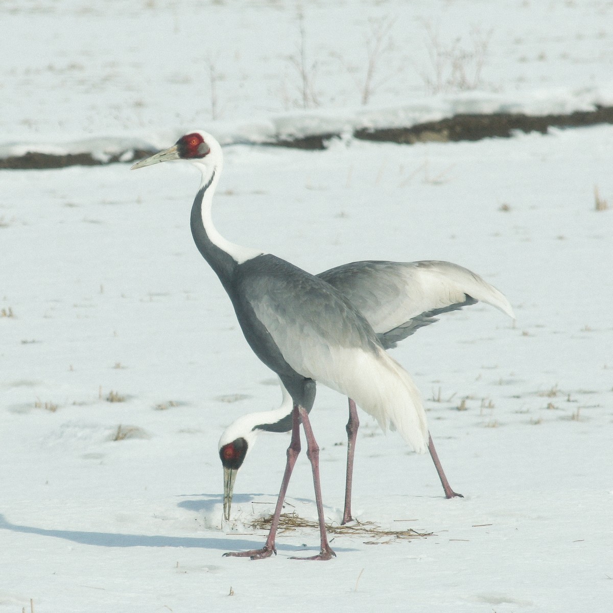 White-naped Crane - ML616222366