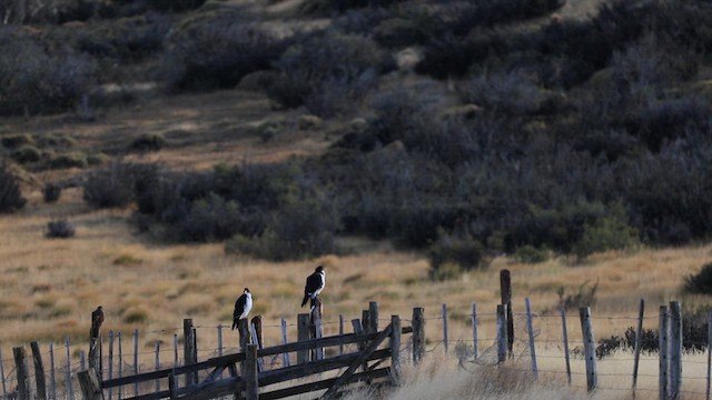 White-throated Caracara - ML616222448