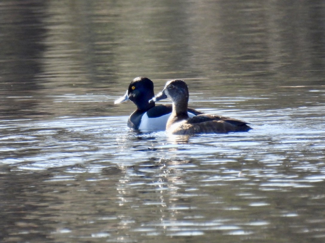 Ring-necked Duck - ML616222454