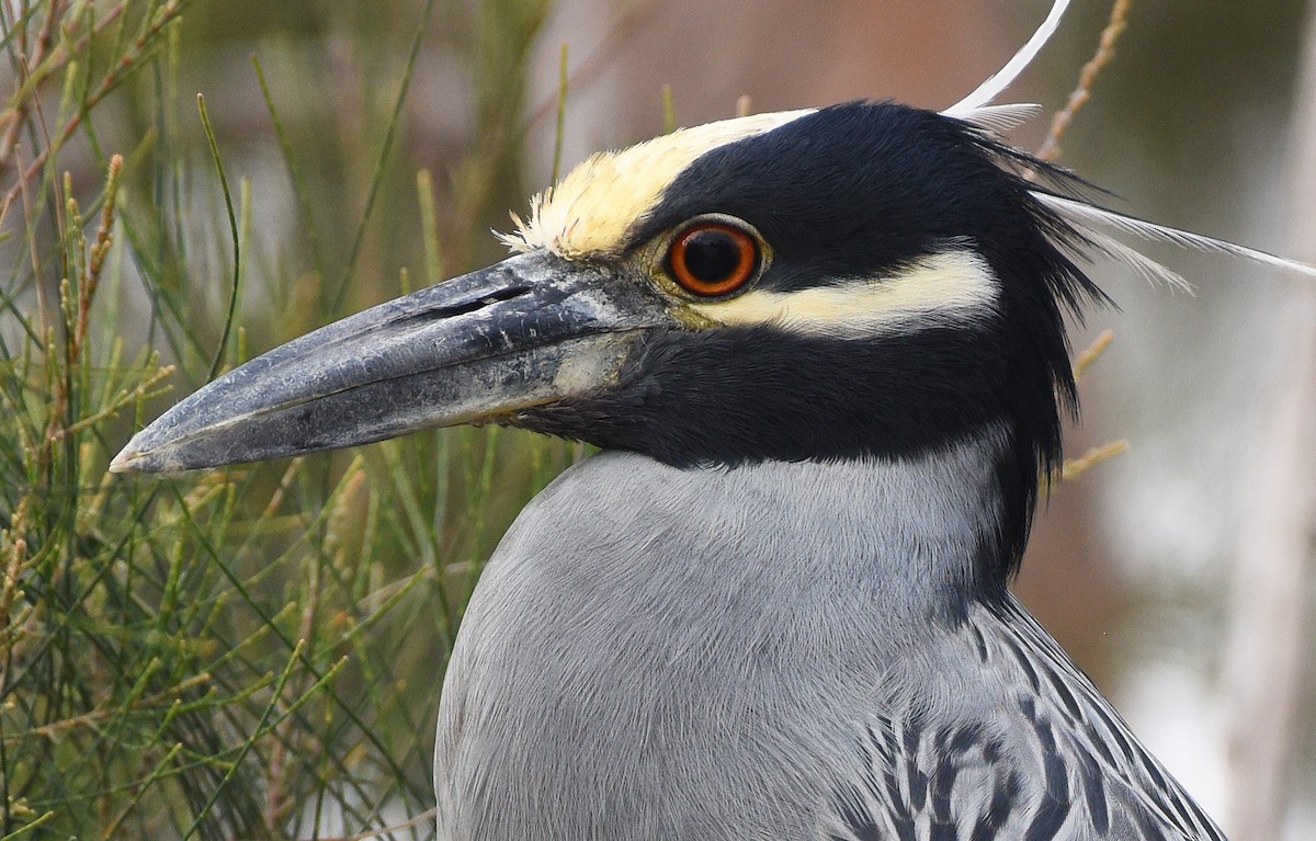 Yellow-crowned Night Heron - Steven Mlodinow