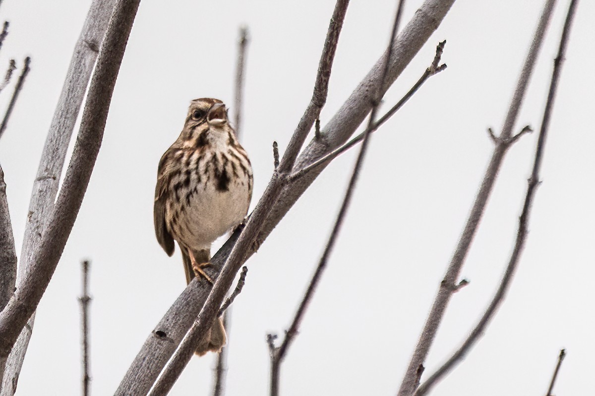 Song Sparrow - Marc Boisvert