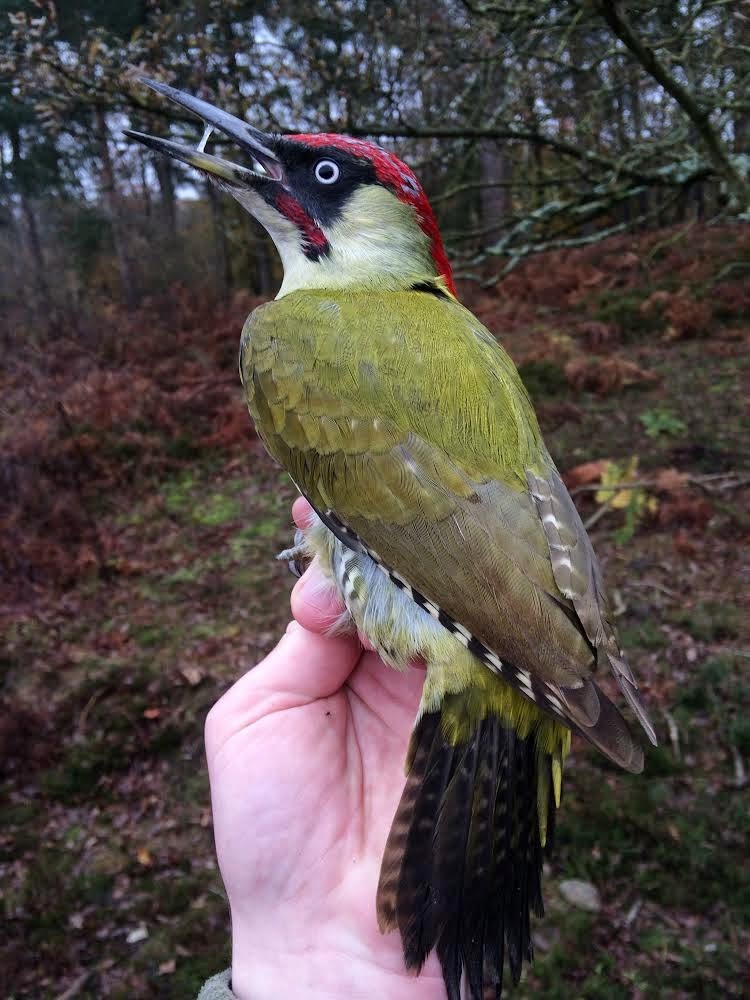 Eurasian Green Woodpecker - ML616222688