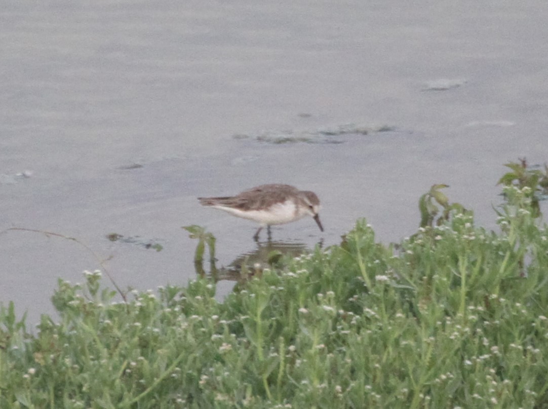 Semipalmated Sandpiper - Simon Thomas