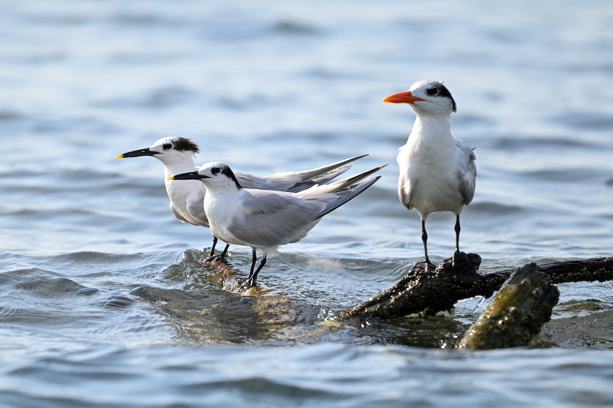 Sandwich Tern - ML616222787