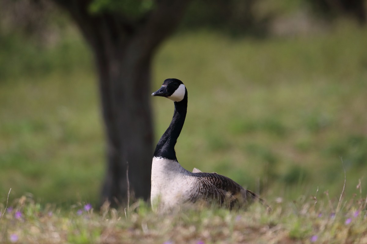 Canada Goose - ML616222906