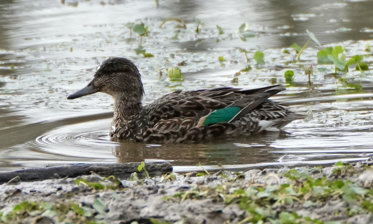 Green-winged Teal - ML616222948