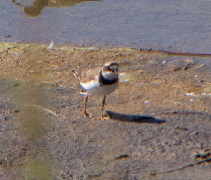 Common Ringed Plover - ML616222996