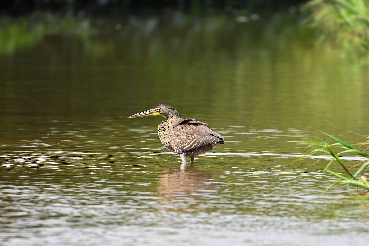 Bare-throated Tiger-Heron - ML616223007