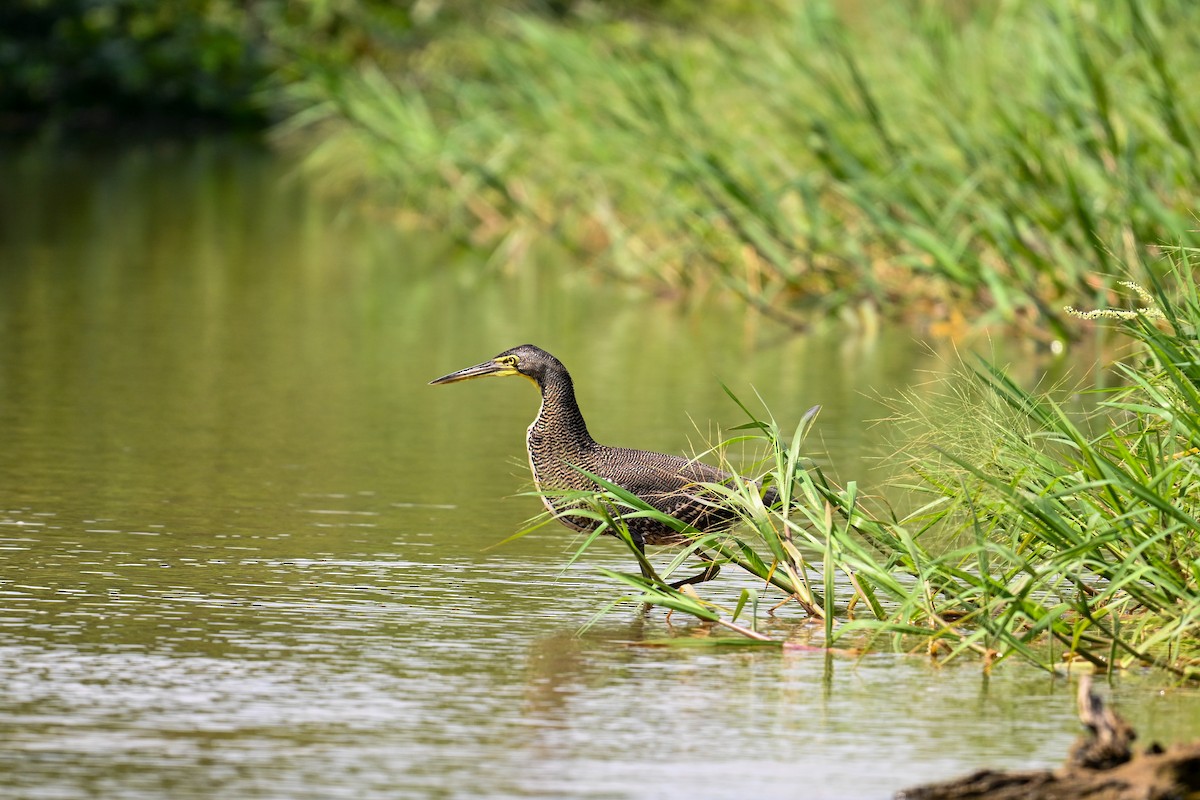 Bare-throated Tiger-Heron - ML616223008