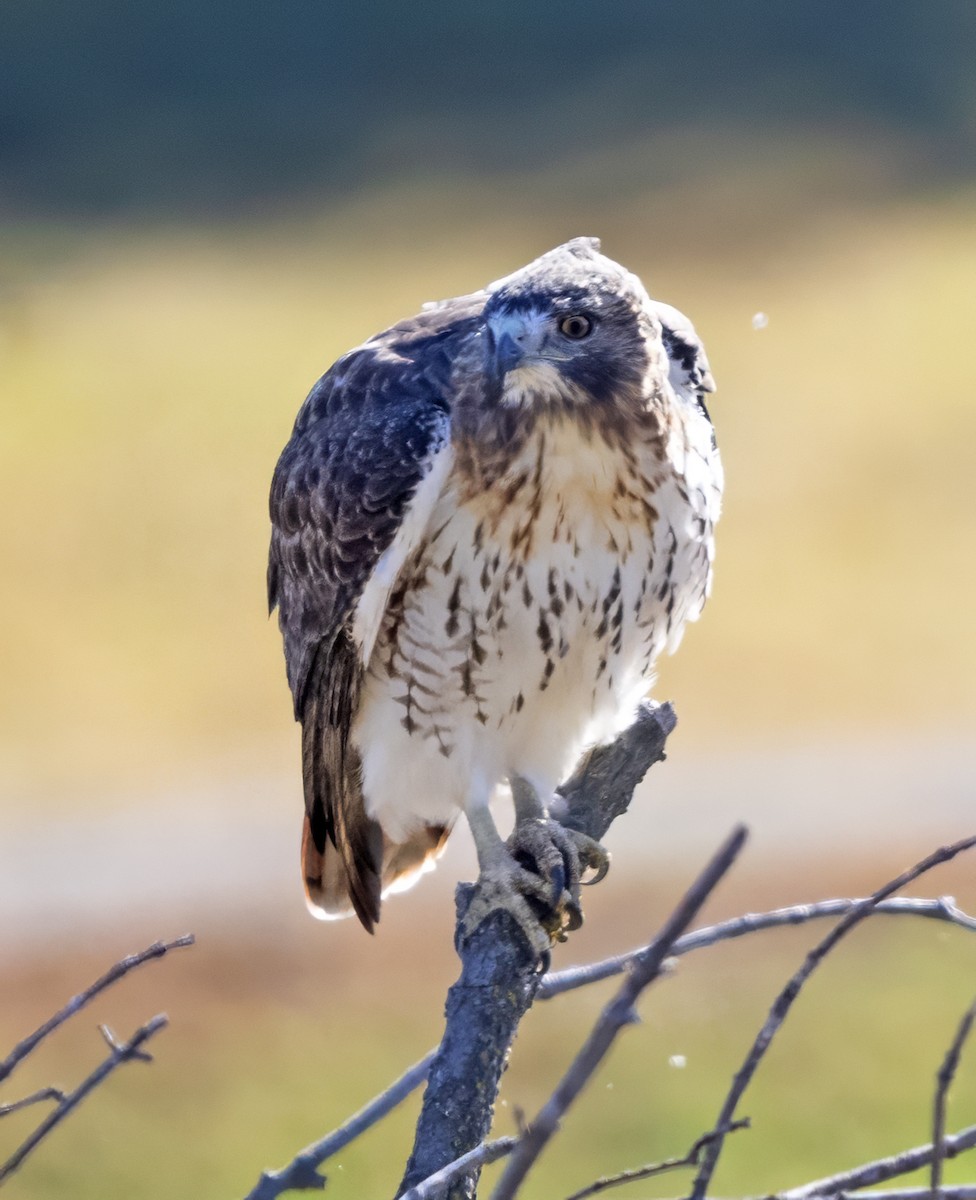 Red-tailed Hawk (borealis) - ML616223010