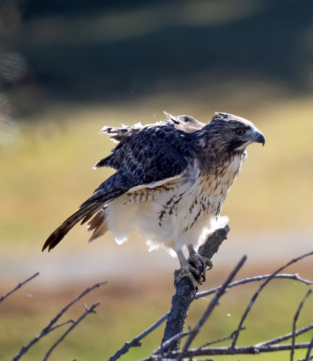 Red-tailed Hawk (borealis) - ML616223011