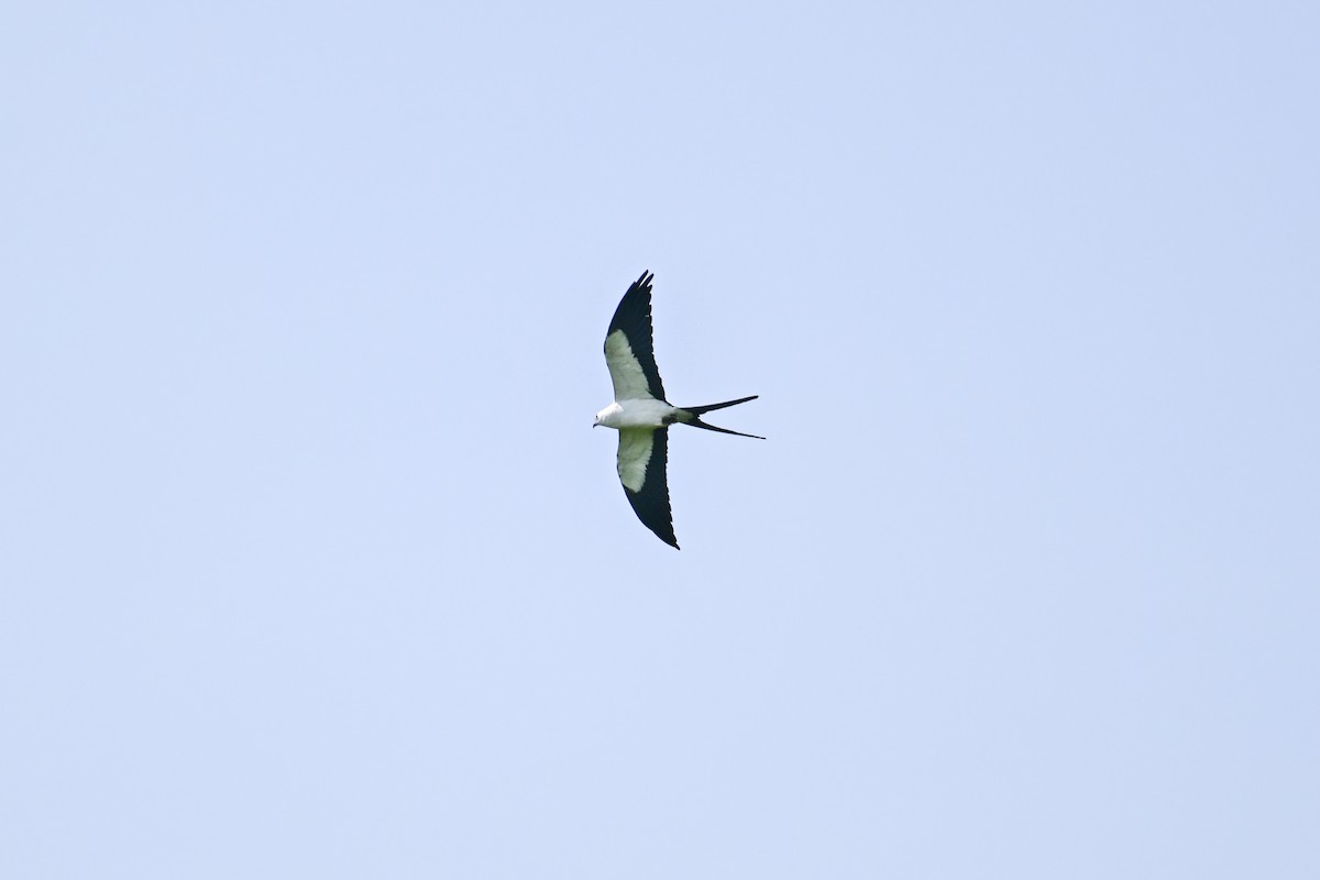 Swallow-tailed Kite - Kenneth Franklin