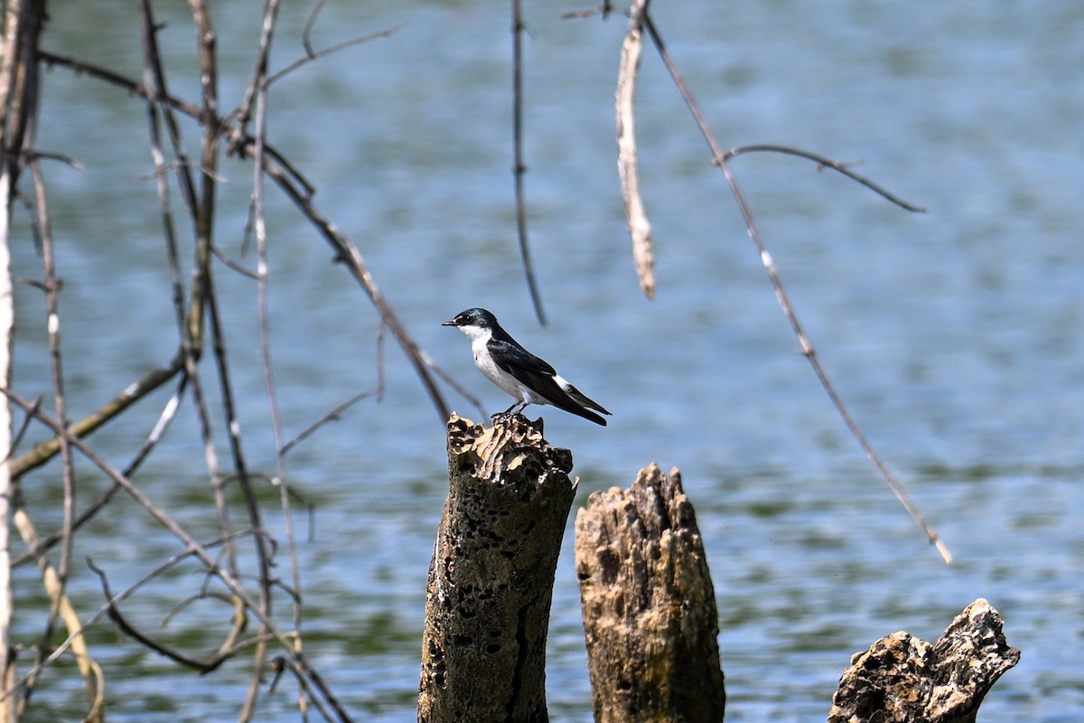 Mangrove Swallow - Kenneth Franklin