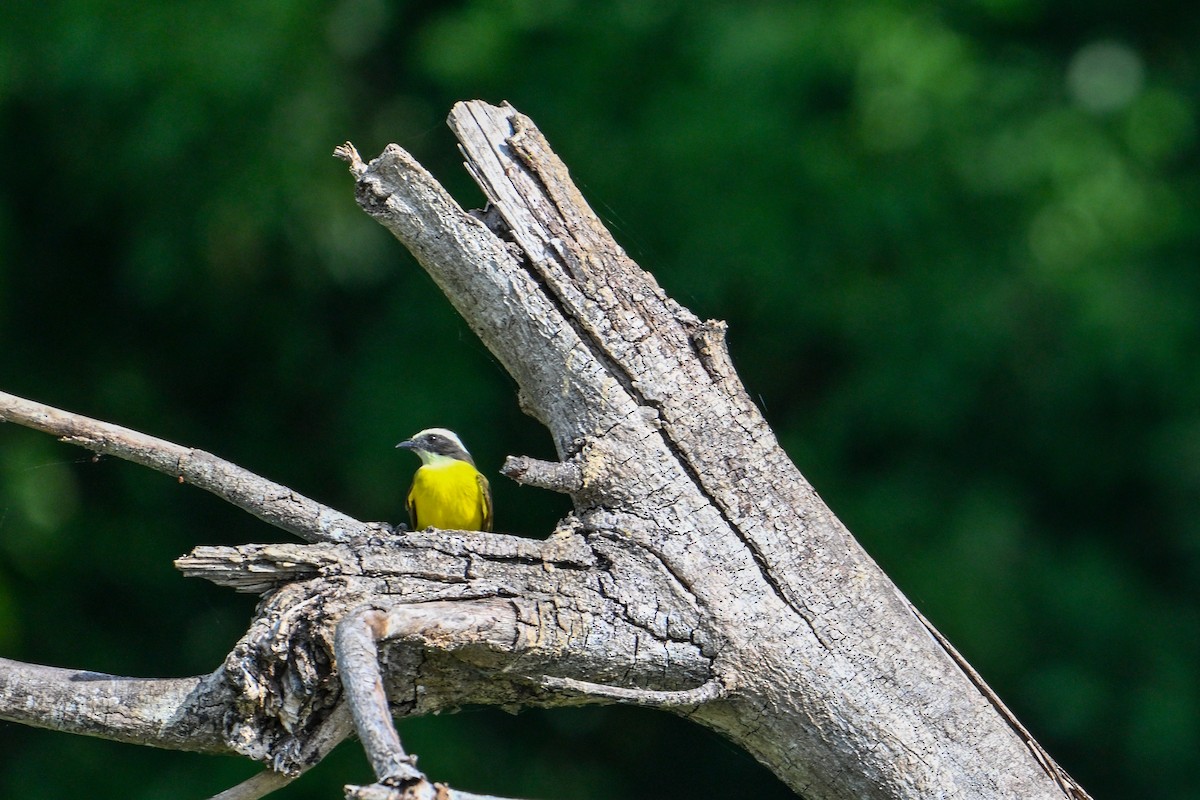 Social Flycatcher - Kenneth Franklin