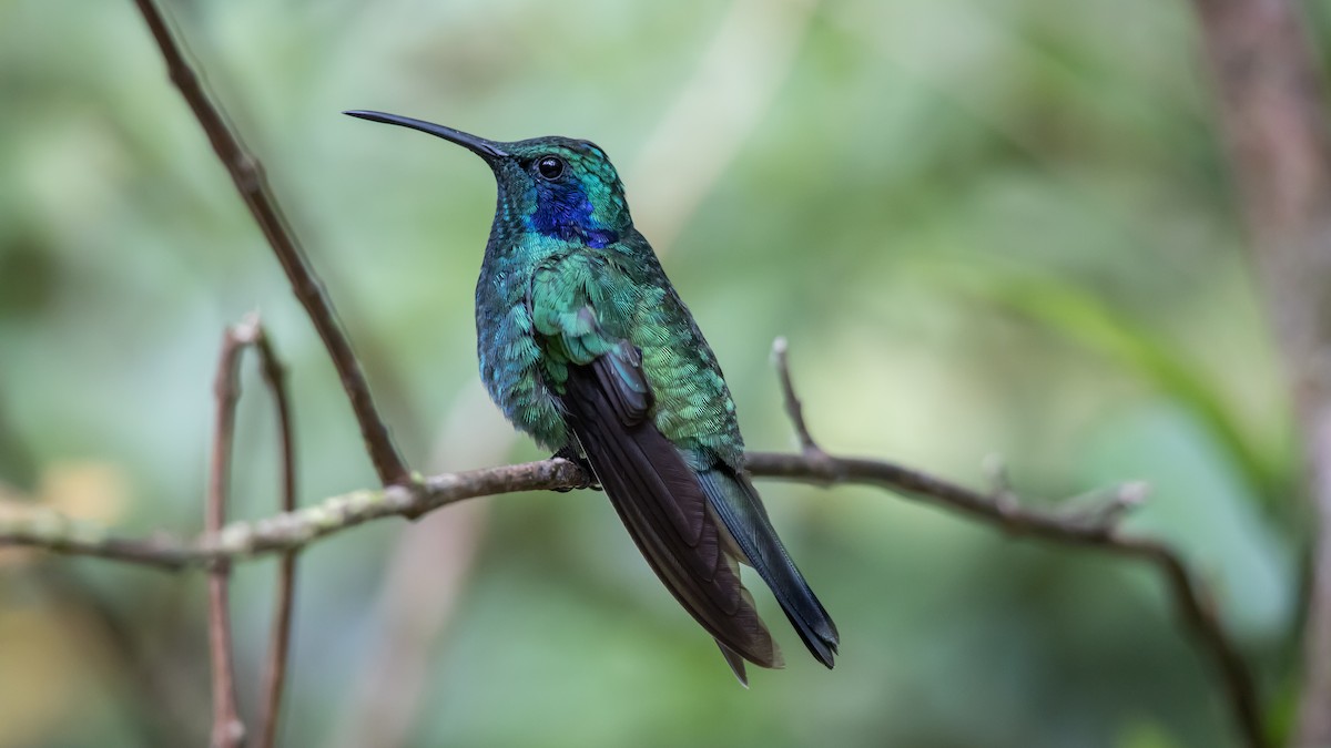 kolibřík modrouchý - ML616223071