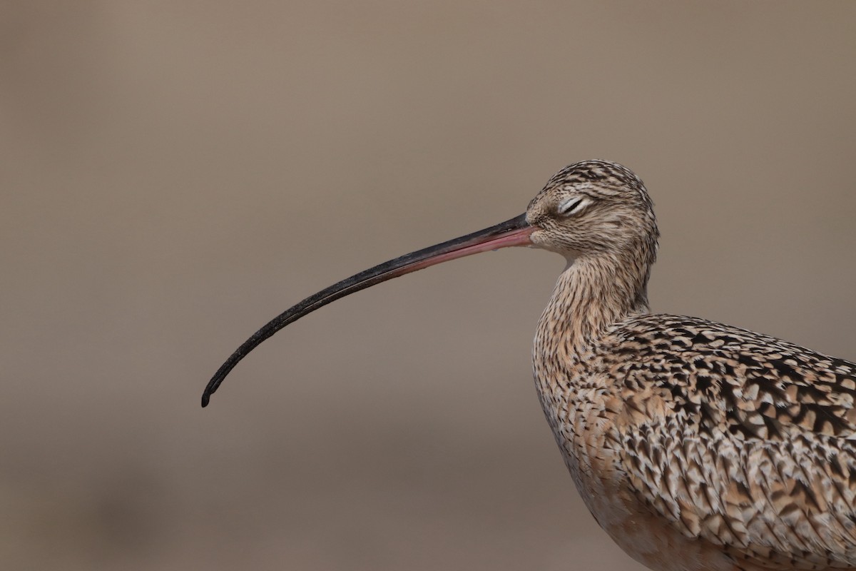 Long-billed Curlew - ML616223085