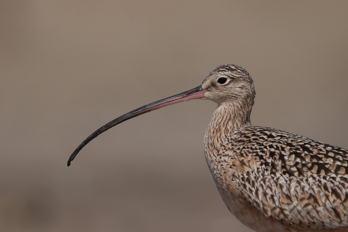 Long-billed Curlew - ML616223086