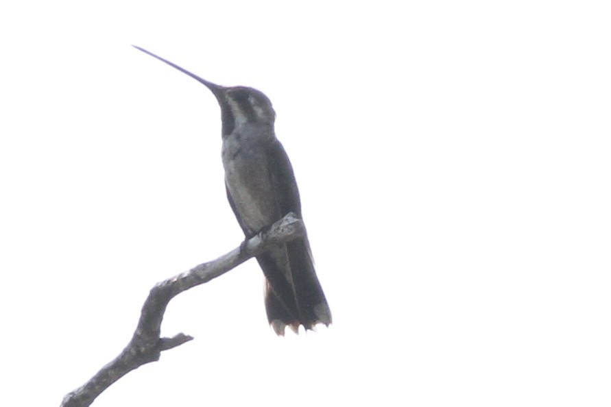 Colibrí Pochotero - ML616223098