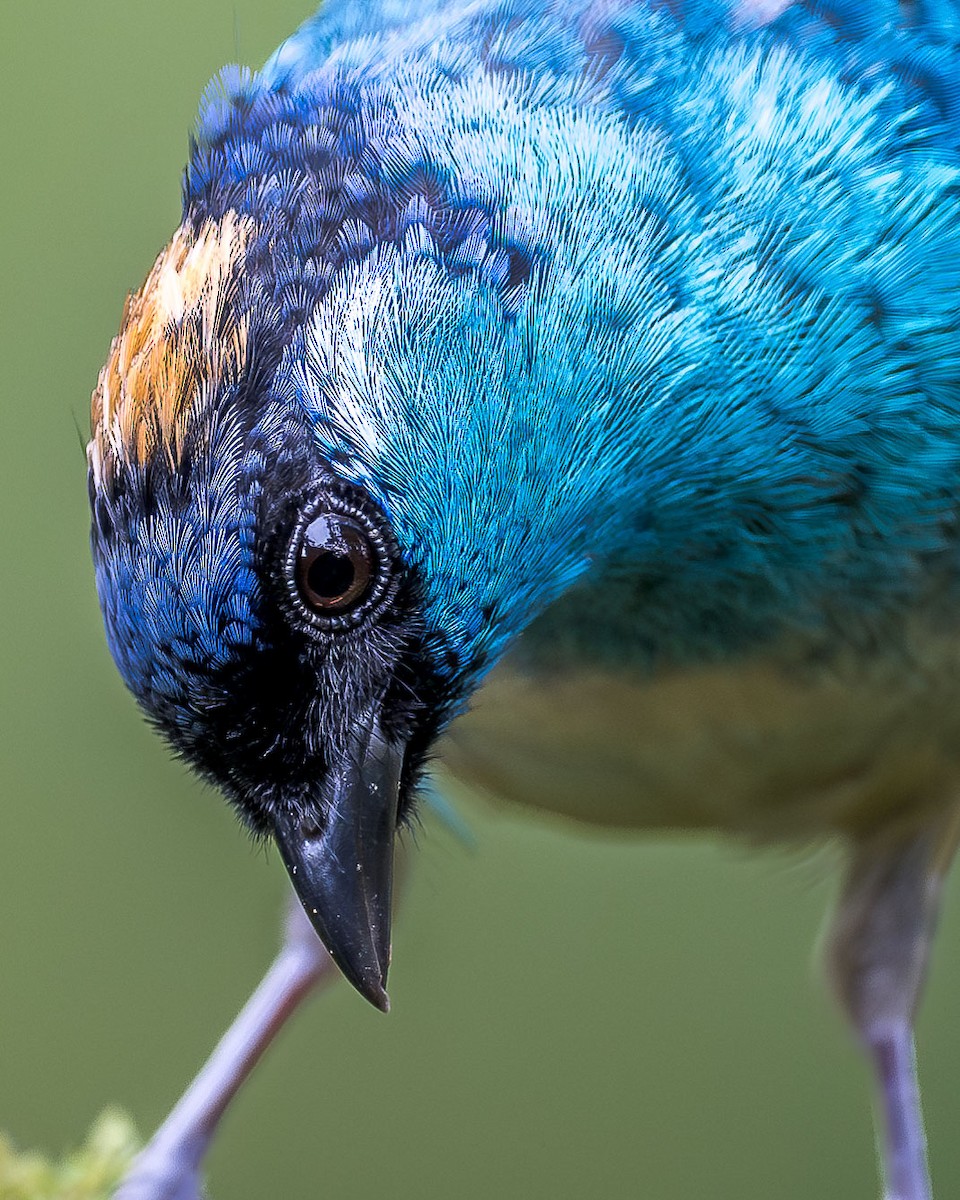 Golden-naped Tanager (Golden-naped) - ML616223180