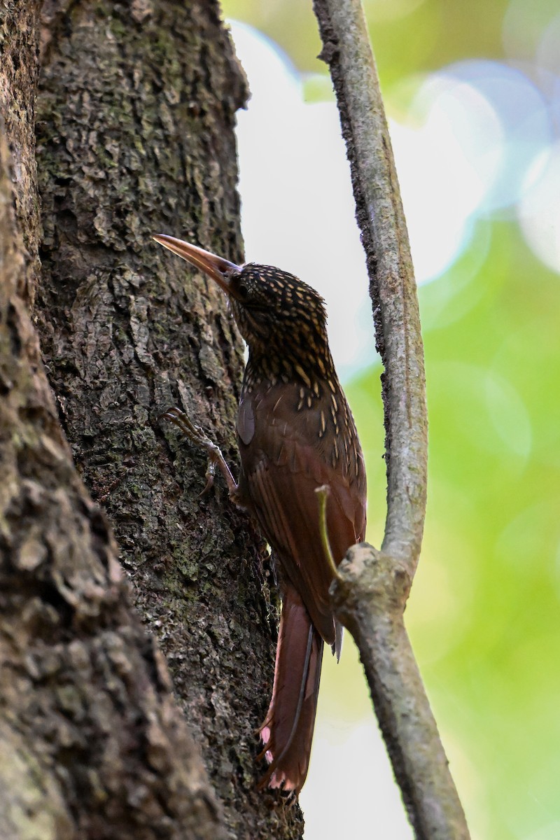 Ivory-billed Woodcreeper - ML616223186