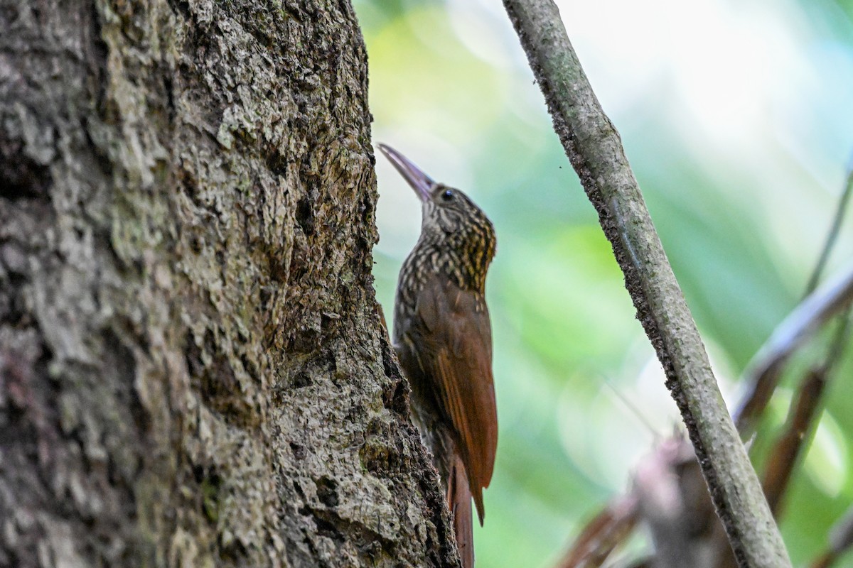 Ivory-billed Woodcreeper - ML616223187