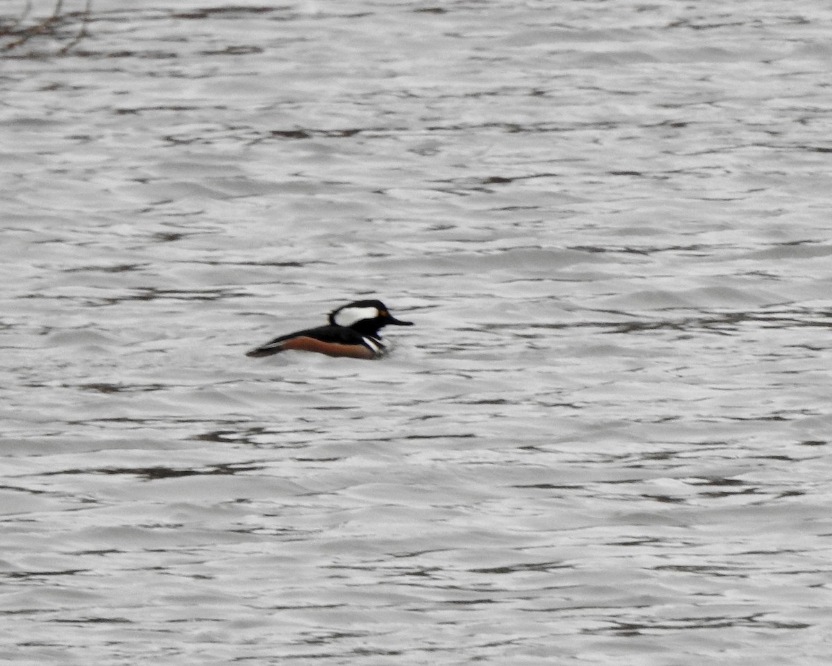 Hooded Merganser - ML616223206